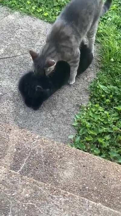 My neutered cat tries to mate but is only able to do step one