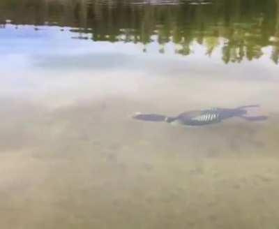 Realizing I’ve never actually seen a duck swimming underwater before