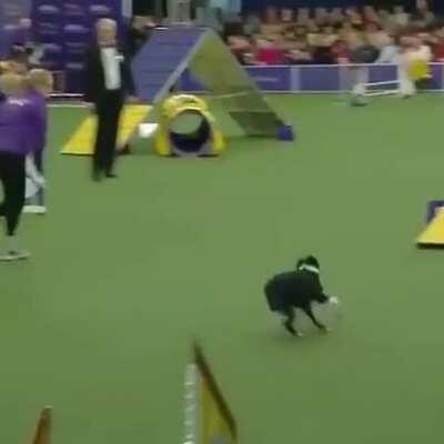 Agility by Pink, the Border Collie