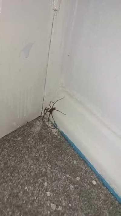 Came home from work to find a wolf spider in my bedroom. Sorry for the poor filming, this wasn't me at my most composed...