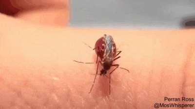 Mosquito sucking blood till it bursts