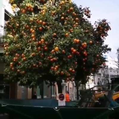 Annual Tree Shake in Valencia