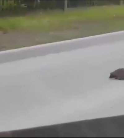 Magpie translates the hedgehog across the road