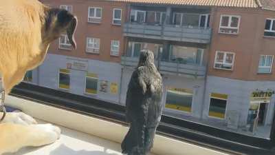 Gave this dehydrated crow some water and let it stay the night in my apartment. My dog liked his new friend