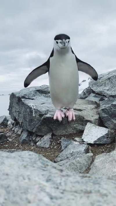 Slow-Mo Penguin Jump