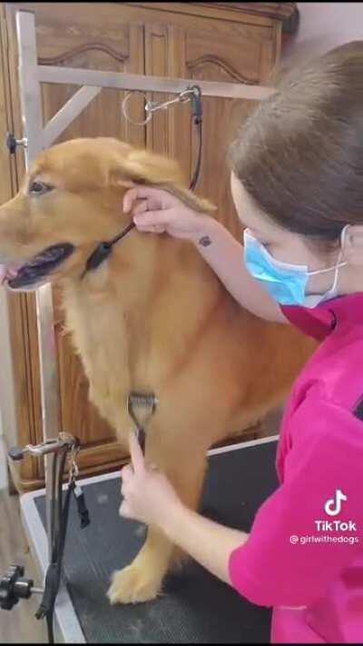 This dog getting cleaned and groomed