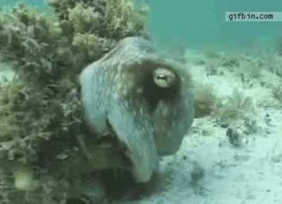 Octopus camouflages against seaweed.