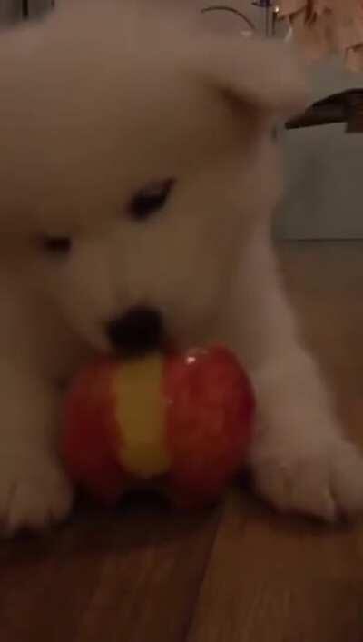 Cloud Puppy eats an apple