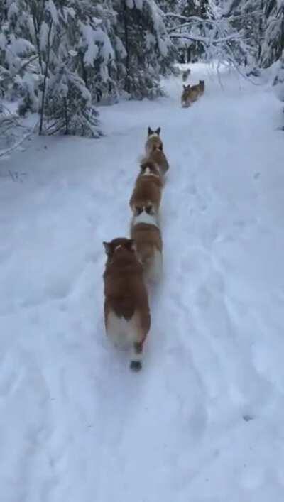 Corgi pups march in single file to conceal the strength of their number from the enemy