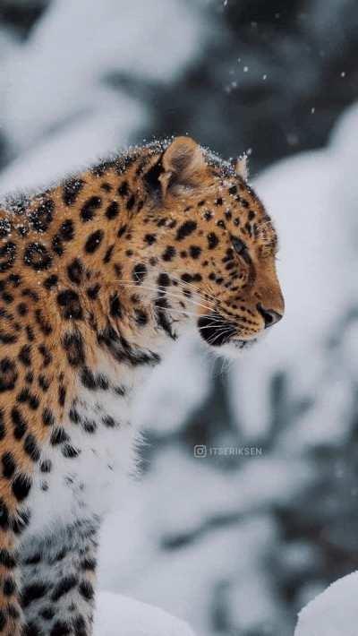 🔥 Amur leopard