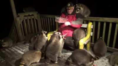 An elderly man feeds 25 super hungry raccoons.