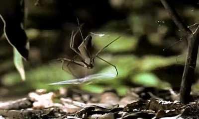 The Net Casting Spider (Deinopis) waits for its prey to pass, then plunges down on top of it with a net