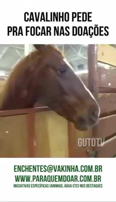 MEMES ALEATÓRIOS - CAVALO CARAMELO VIROU TIKTOKER