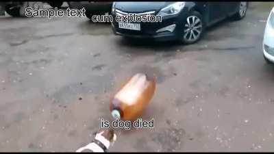 Cum explosion kills dog POGCHAMP