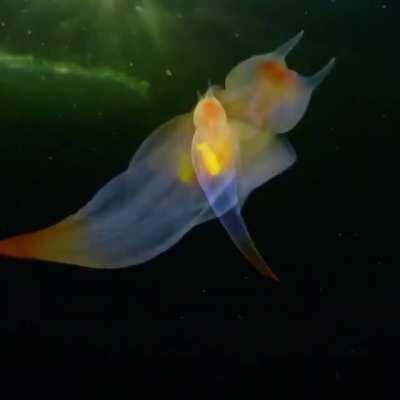 This is not CGI. This is a real-life creature known as a sea angel (Clione sp.) hovering under ice in the White Sea, Russia.