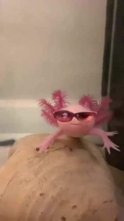 AXolotl WITH GLASSES