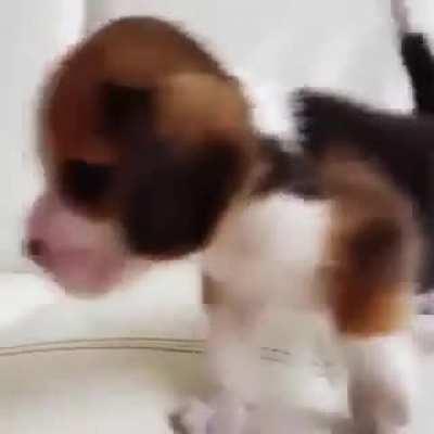 A beagle puppy with some attitude