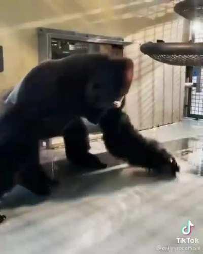 Monke break dancing with maniac song lit af 🦍