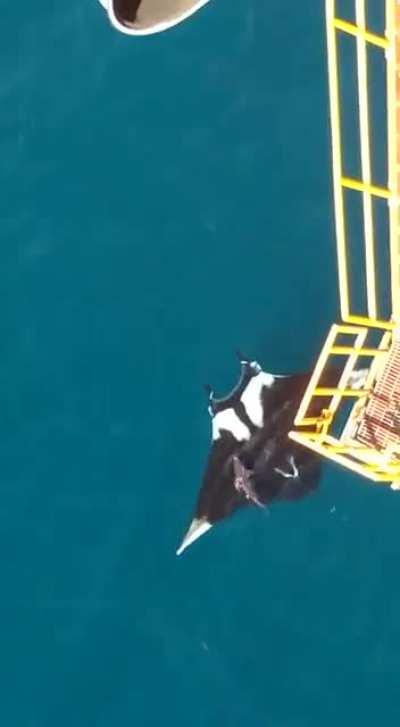 🔥A HUGE oceanic Manta Ray spotted near Trinidad