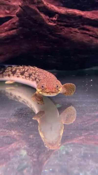 My bichir Chandler greeted me with a smile and wave.