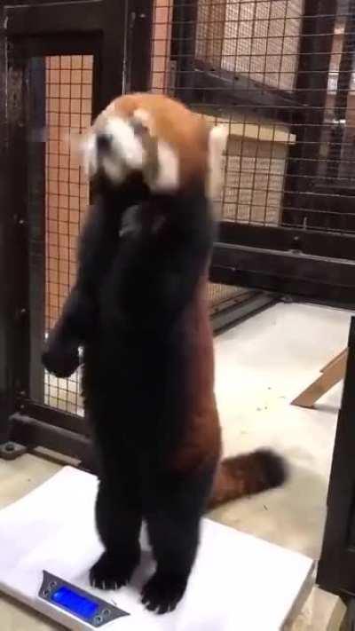 Apple can make red panda happy to be weighed