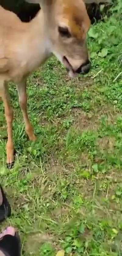 a friend helped rescue this fawn from drowning a few months ago, and it still comes by to say hello!