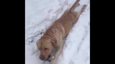 My dog loves snow