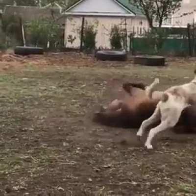 Two friends hanging out.