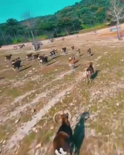 Drone scares zebras and goats. Goat takes out drone.