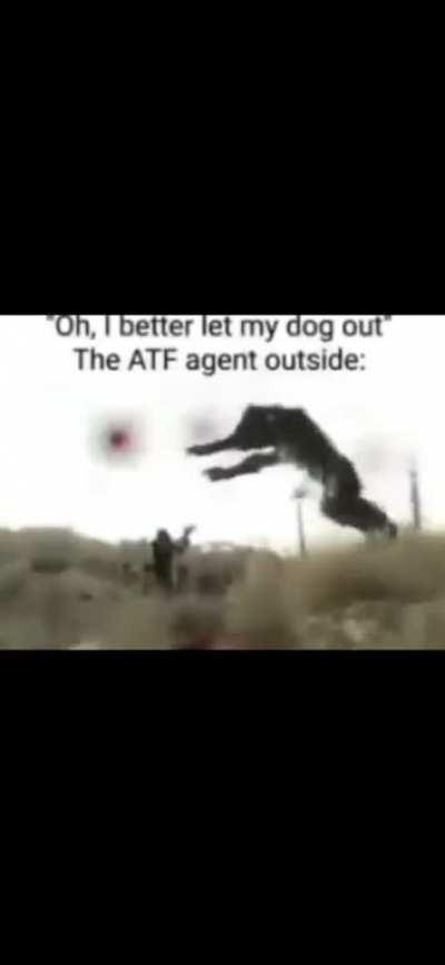 ATF Meme Memes, Dogs, Funny, 49% OFF | hit.skku.edu