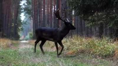 This All-Black Deer