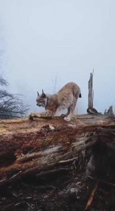 🔥 Iberian lynx were critically endangered since 2002 with 100 left ; all populations are now growing back in the wild since 2016! 🔥