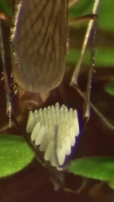 Watch this how mosquito lays eggs