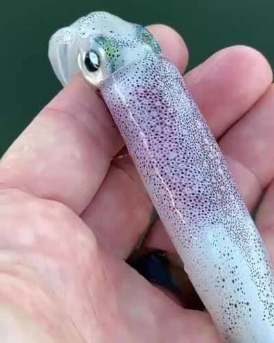 Chromatophores on a squid's back