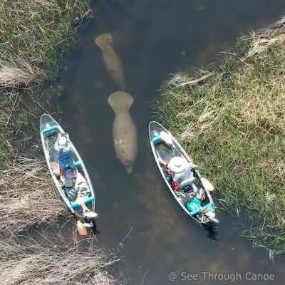 Moving aside for the Manatee to pass in a small tidal creek