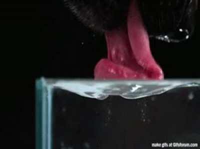 Dogs cup their tongues like this to drink water