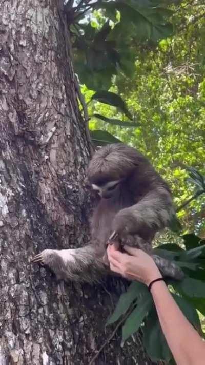 sloth reunited with her baby