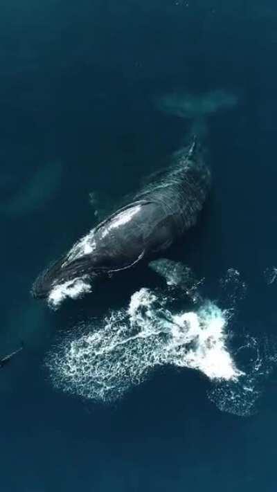 🔥 An absolute size of Blue Whale and Orcas