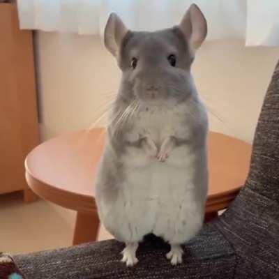 Chinchilla, say hello