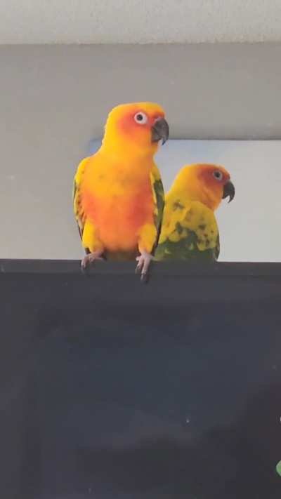 Old video of my bird dancing to I'm not okay 🤷🏻