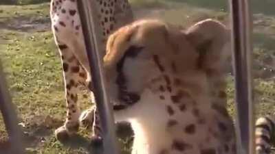 Cheetahs don’t roar, they meow like house cats