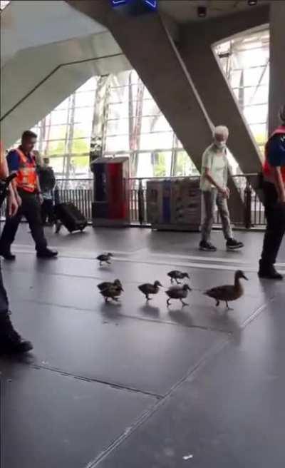 Swiss Police gently escorting duck family out of a busy train station area