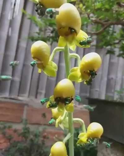 Emerald bees feeding on orchids