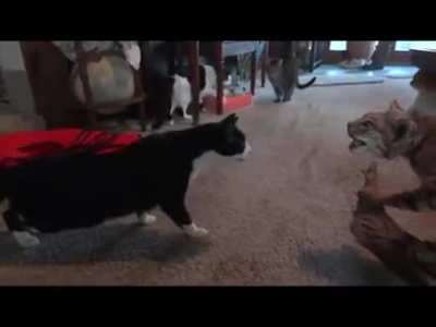 Cats reacting to stuffed bobcat