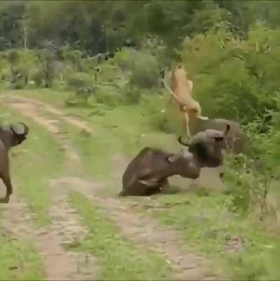 Lioness messes with Buffalo, gets the horns.