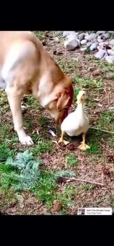 Our gentle Buddy, getting to know the girls 🐥🤣🐥