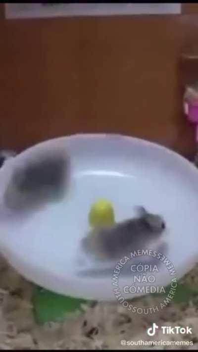 A corrida de hamster mais interessante que vc vai ver hoje kkkkkk