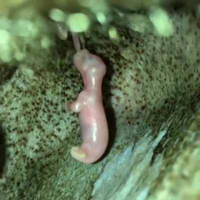 A tiny joey suckling on mom in her pouch