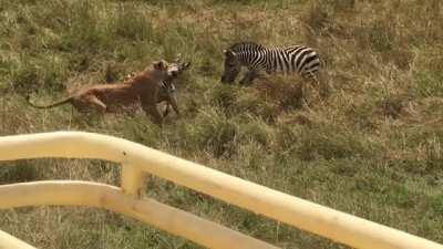 🔥 &quot;You chose the wrong foal, fool!&quot;