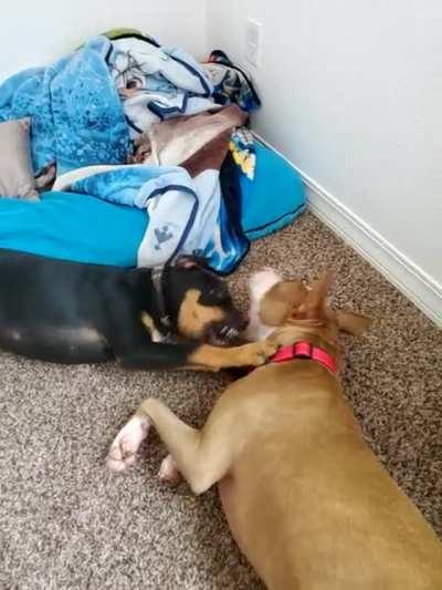 vicious dog fight